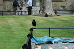 One of the Ravens that are kept on the grounds. The legend is if the Ravens leave the the Tower the monarchy would fail.